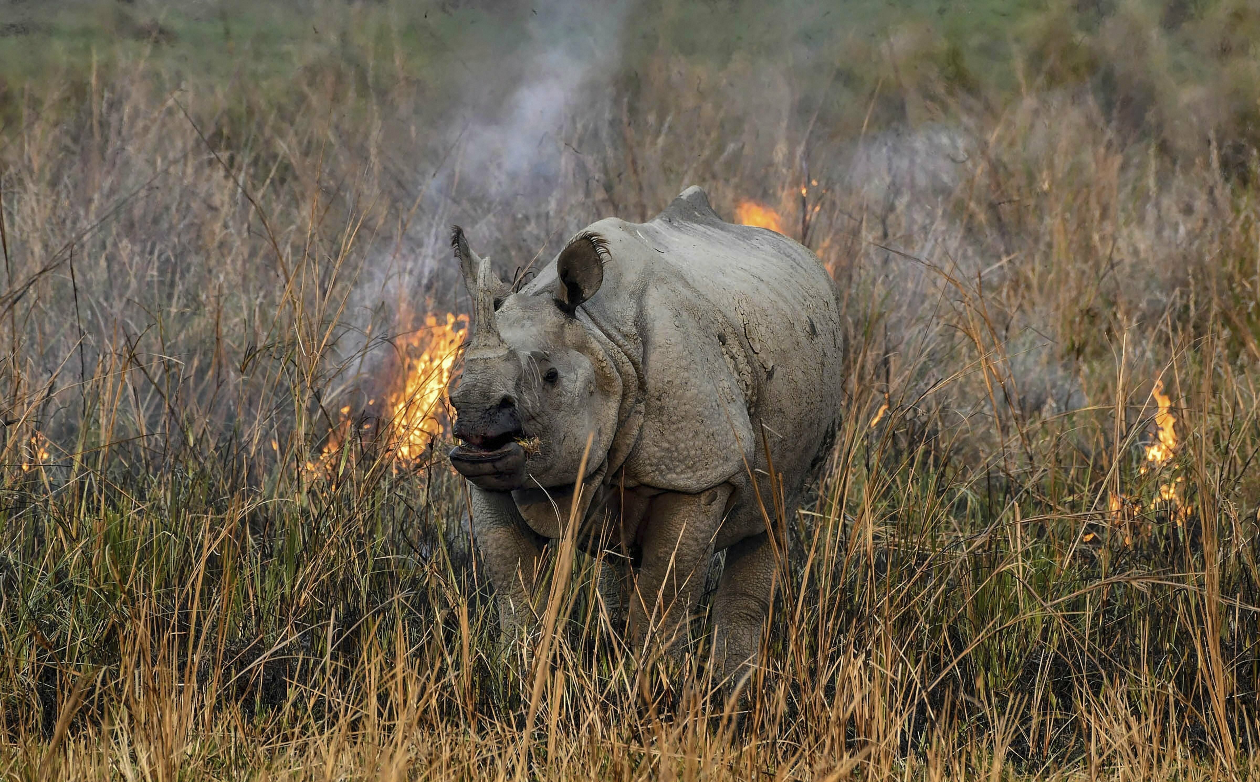 A one-horned rhinoceros walks amidst wildfire at Pobitora Wildlife Sanctuary in Morigaon district of Assam - PTI