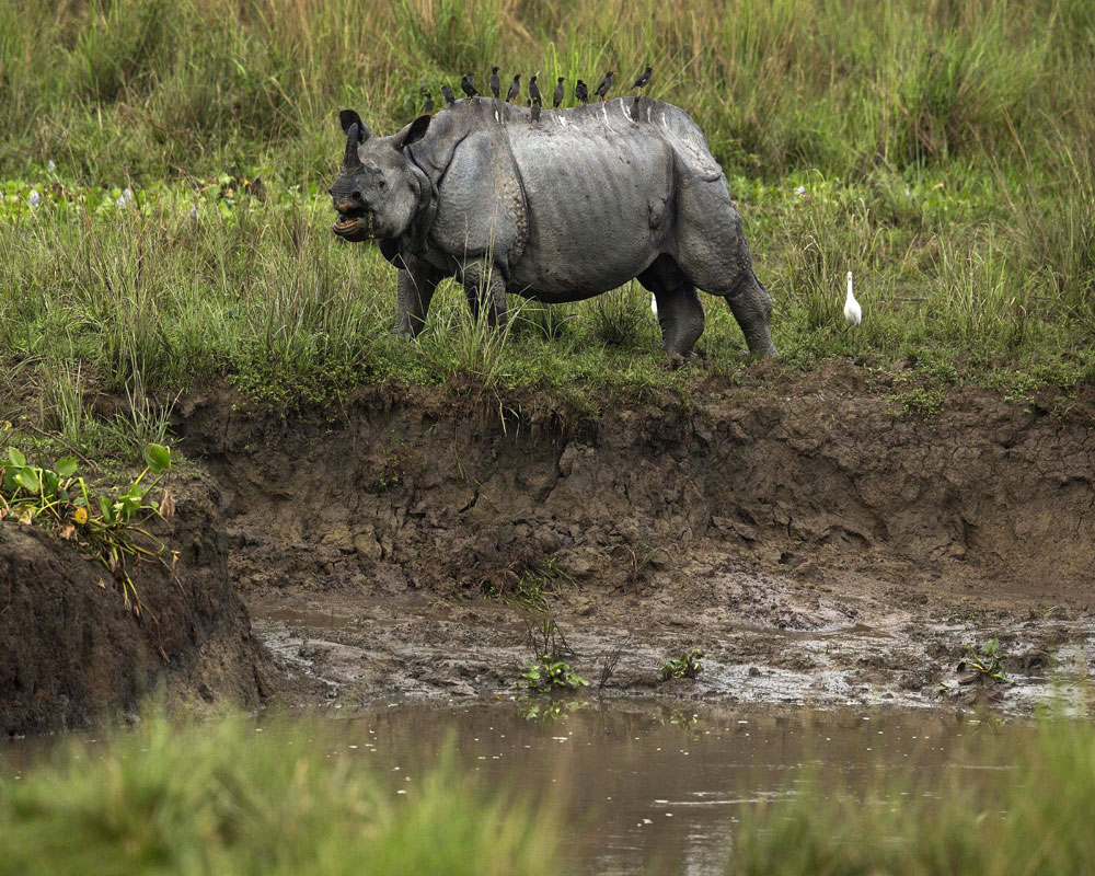A one-horned Rhinoceros grazes at Kaziranga National park - AP