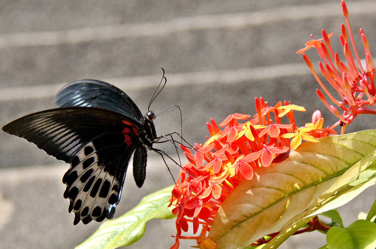 A Swallowtail Butterfly perches on a Flower in Bengaluru - IANS