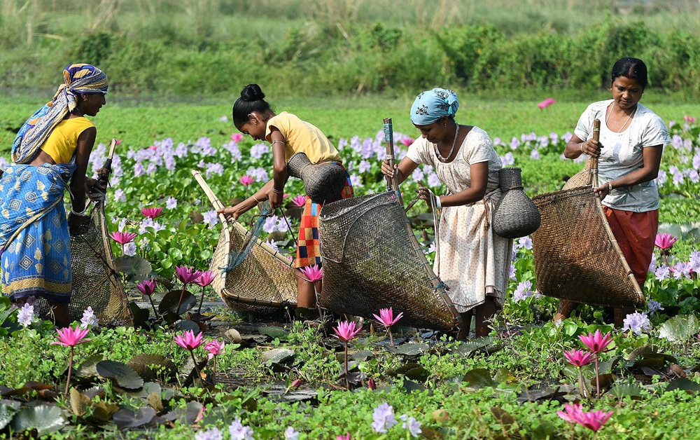 Women catch fish in marshland boasting blooming lotus flowers at Budha Mayong village in Morigaon district in Assam - IANS