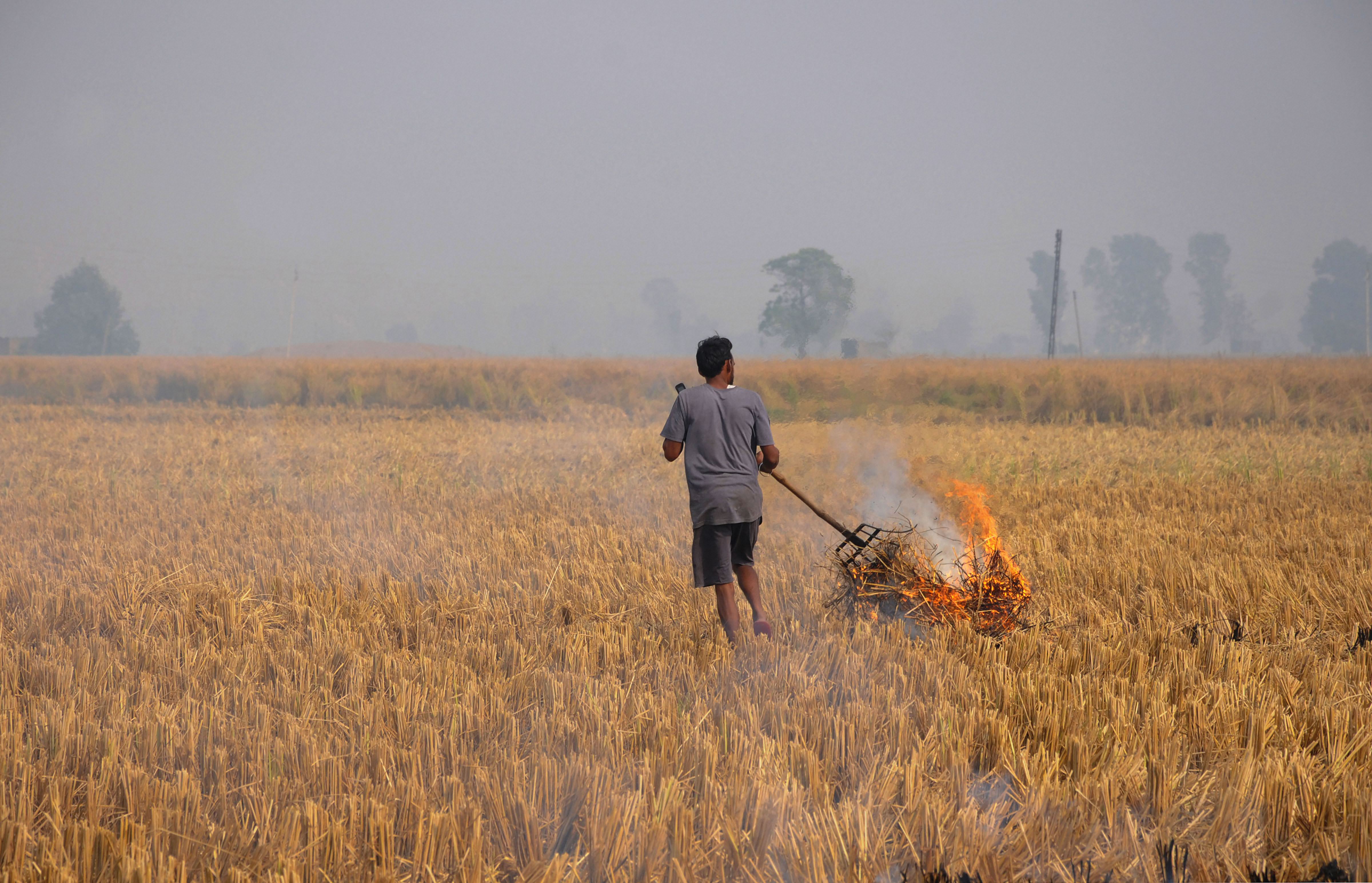 A farmer burns paddy stubble at a farm on the outskirts of Amritsar - PTI