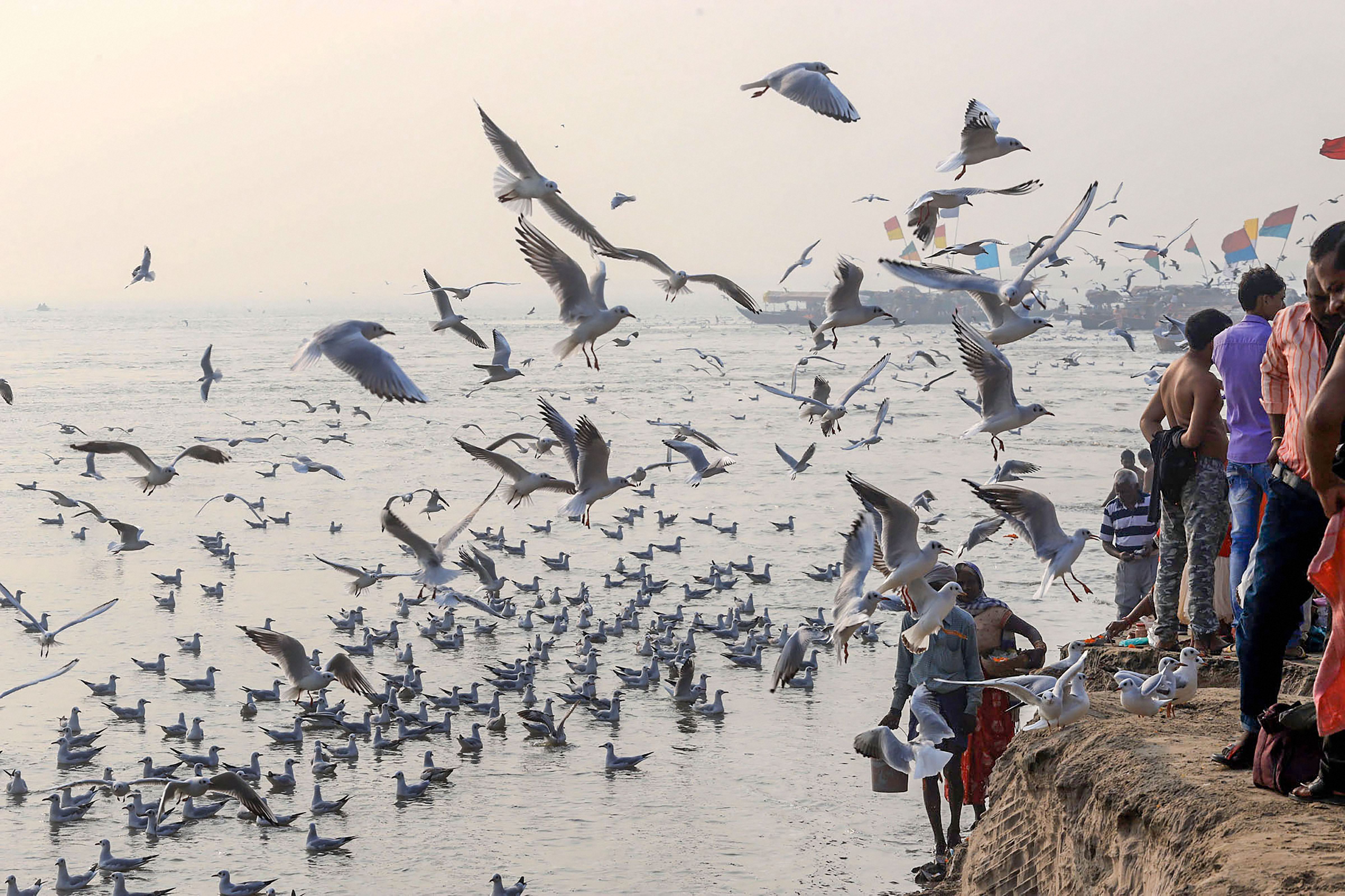 Migratory birds fly over the Ganga river on a cold, foggy morning, in Prayagraj - PTI