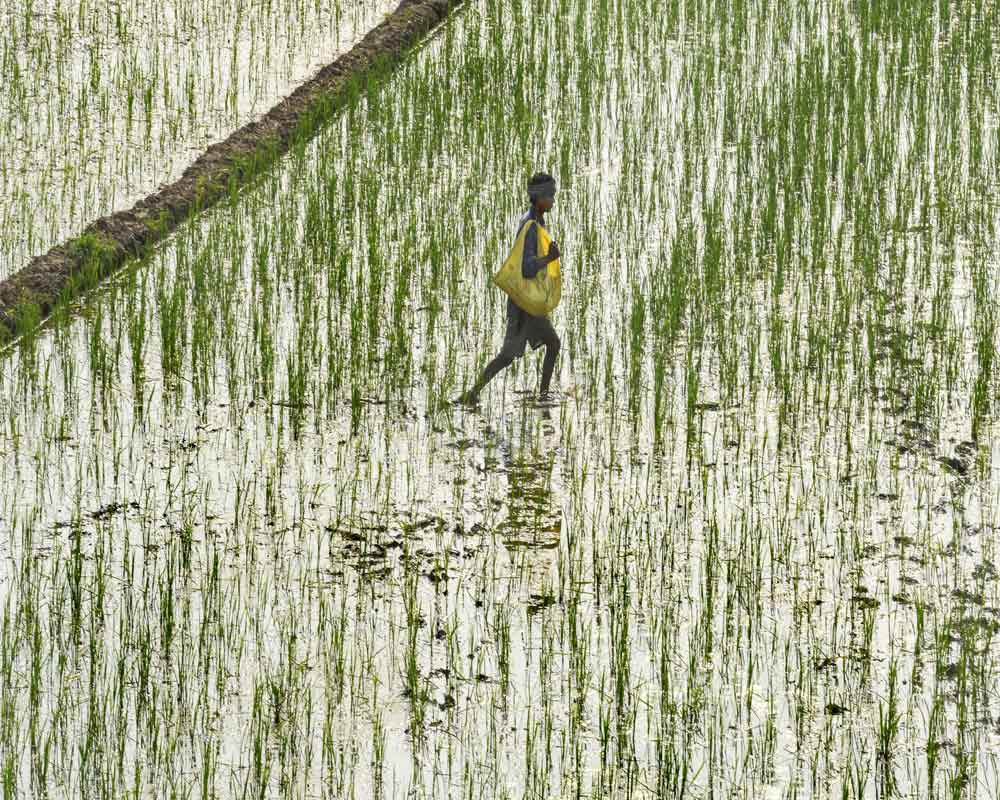 A labourer spreads fertilizers in a paddy  field in Mohali