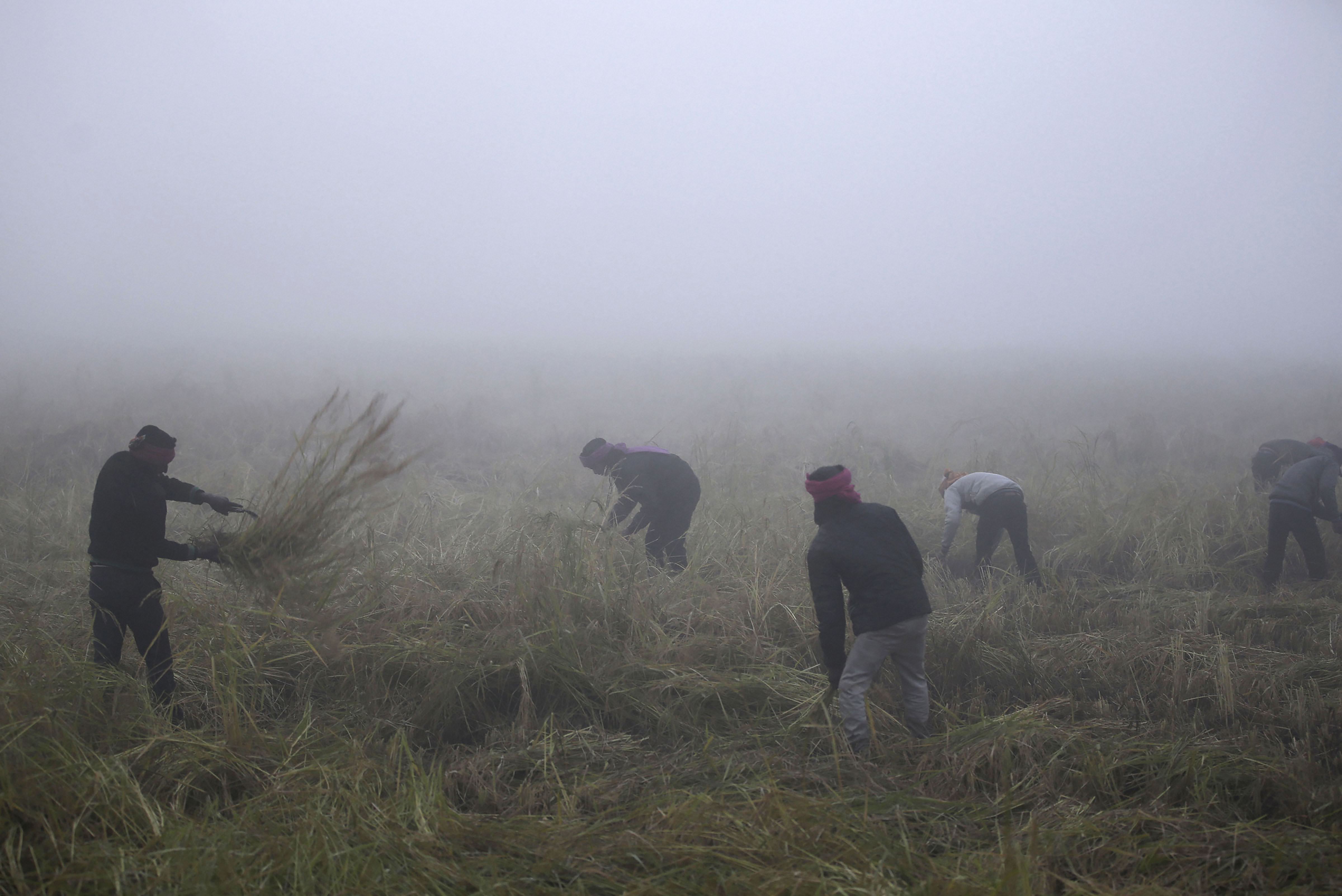 Workers harvest paddy crop amid dense fog in the outskirts of Jammu - PTI