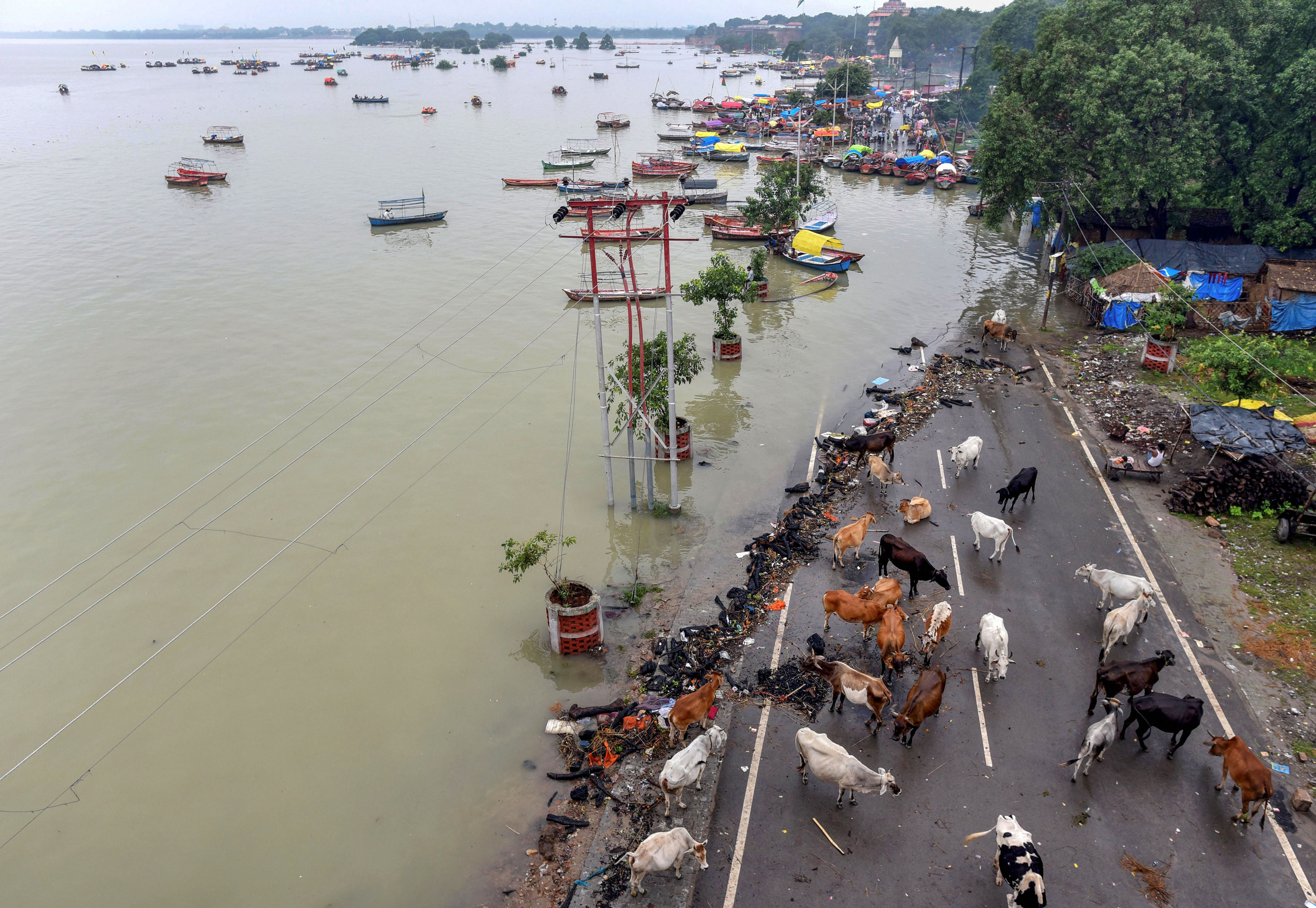 A herd of cattle seen stranded on a partially submerged road along the banks of a river, in Prayagraj - PTI