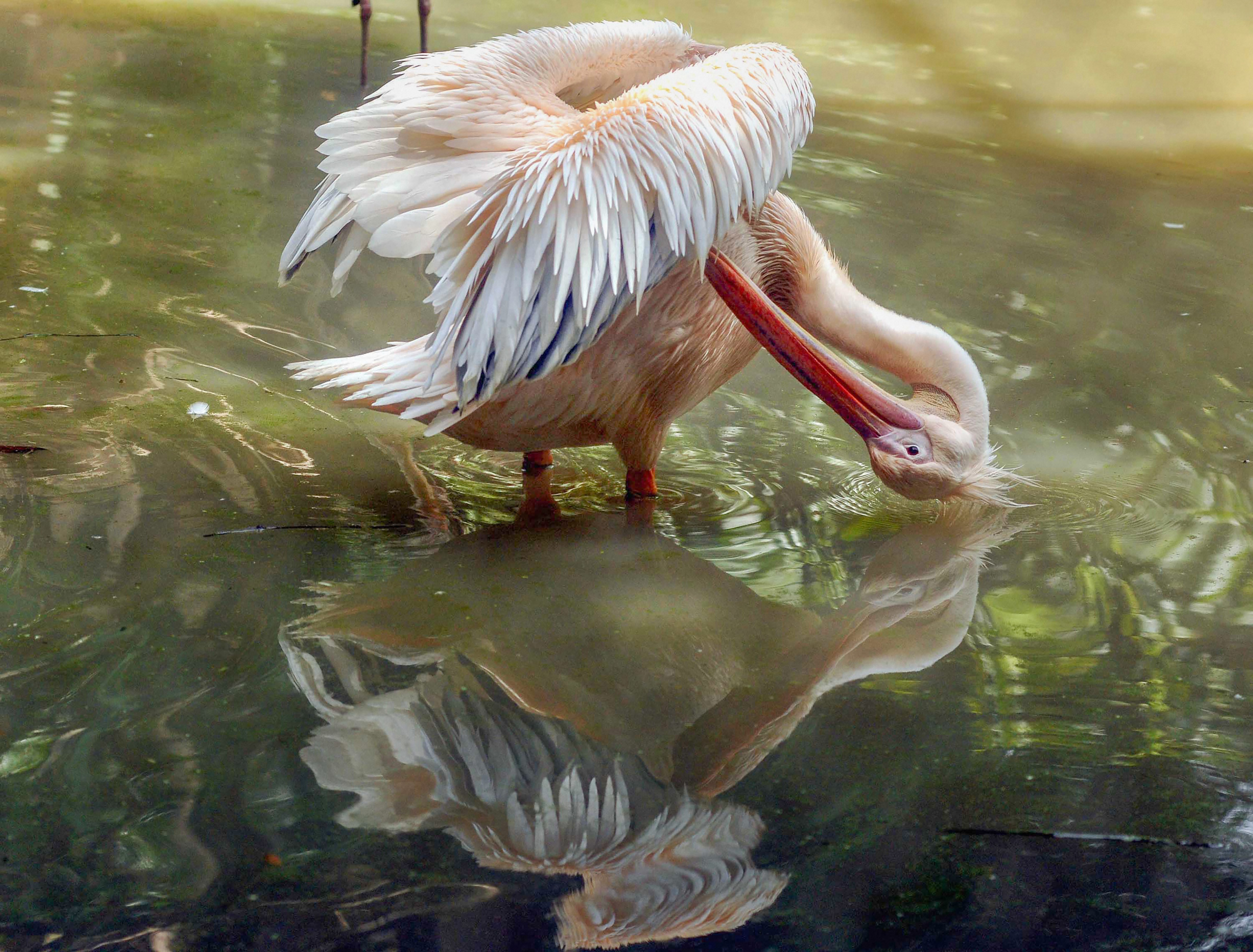 A rosy pelican busy at a pond at Alipore Zoological Garden in Kolkata - PTI