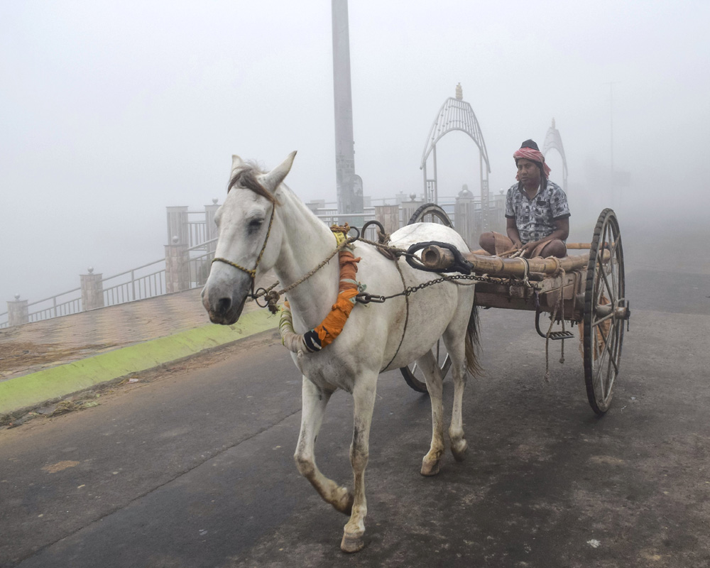 A man rides a horse cart amid dense fog, in Nadia, Tuesday.  (PTI Photo)