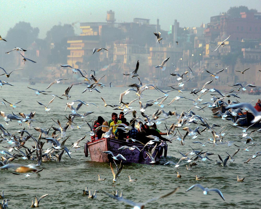 People feed migratory Siberian seagulls from a boat on the Ganga river, in Varanasi, Tuesday. (PTI Photo)
